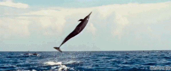海豚跃出水面图片