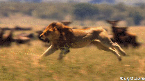 狮子奔跑动态图片