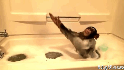 黑猴子动态图片:猴子,洗澡
