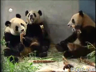 大熊猫图片大全图片:大熊猫,