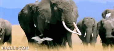 大象图片:大象,动物,