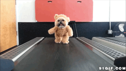 小狗在跑步机上图片:狗,
