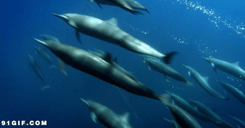 动态海豚图片