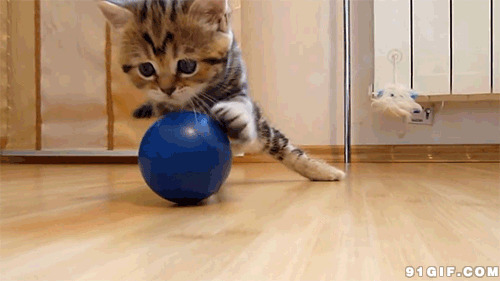 猫玩球图片:猫,