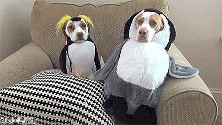 给小狗穿衣服图片:搞笑,动物,小狗,衣服