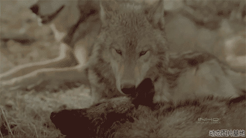 狼群高清图片大全图片:狼,唯美,动物,梦幻,  