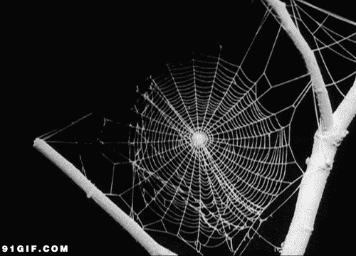 蜘蛛网图片大全图片:蜘蛛网,黑白,