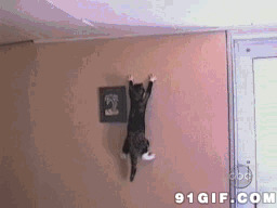 猫爬墙图片:猫