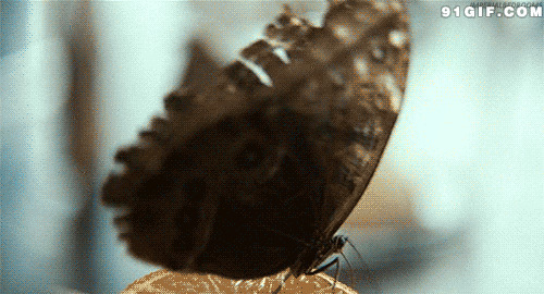 蓝蝴蝶花图片:蝴蝶
