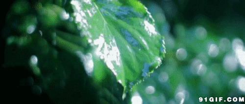 雨落在叶子上图片:雨