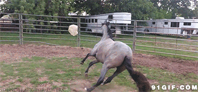 动态跑马图片:跑马,奔马,马