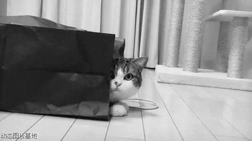 cs躲猫猫图片:可爱,唯美,动物,猫猫,黑白,梦幻,逗比,      