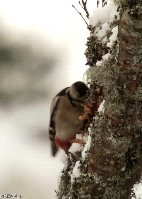 啄木鸟动态图片:啄木鸟,唯美,动物,梦幻,风景,   