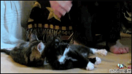 梦见小猫崽图片:搞笑,小猫,逗比