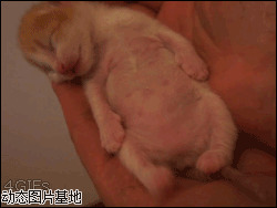 刚出生小猫怎么养图片:搞笑,小猫,可爱