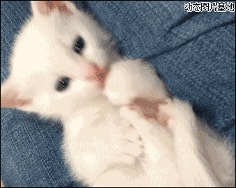 蓝眼白猫图片:搞笑,小白猫,可爱