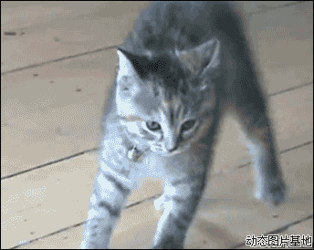 神奇跳舞小猫图片:搞笑,小猫,跳舞