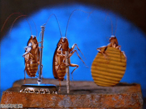 甲壳虫乐队图片:搞笑,动物,甲壳虫,音乐