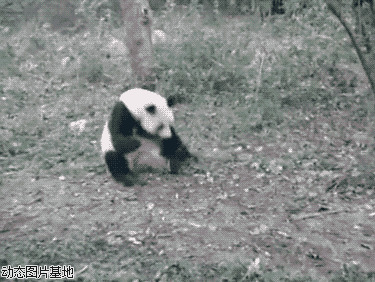 可爱大熊猫动态图片