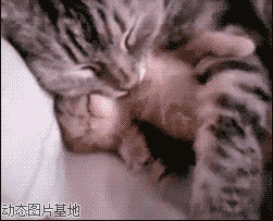 梦见小猫是什么意思图片:搞笑,小猫,可爱,逗比