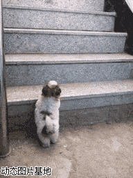 海拉尔路北小肥狗图片:搞笑,小肥狗,可爱