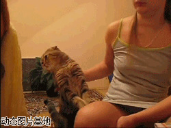 小猫救主人视频图片:搞笑,小猫,主人,逗比