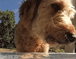 小狗喝水图片
