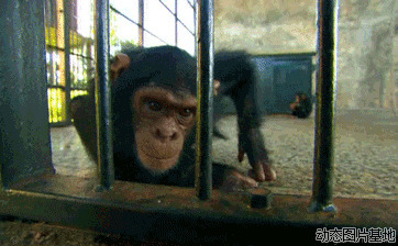 动物园大猩猩图片:搞笑,黑猩猩,可爱
