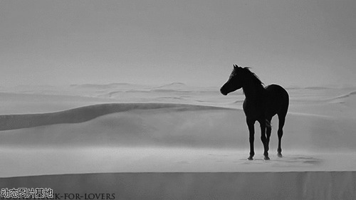 沙漠里的骏马图片:马,影视,唯美,动物,黑白,梦幻,风景,     
