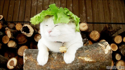 白猫gif图片:搞笑,可爱,动物,唯美,猫猫,梦幻,逗比,      
