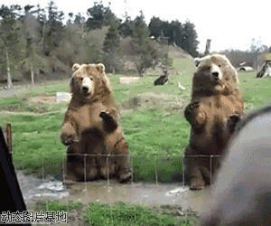 搞笑棕熊图片:搞笑,棕熊,动物,逗比