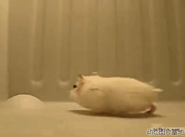 小白鼠卡通图片:搞笑,动物,小白鼠,逗比