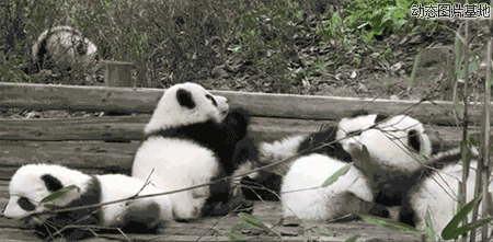 超级大熊猫技能图片:搞笑,大熊猫,动物,可爱