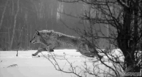 雪中之狼图片:狼,黑白,