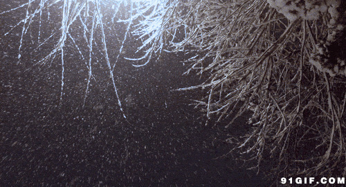 大雪压树枝图片