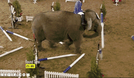 搞笑大象图片