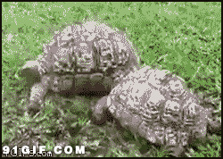 乌龟视频图片