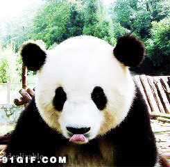熊猫图片大全动态图片