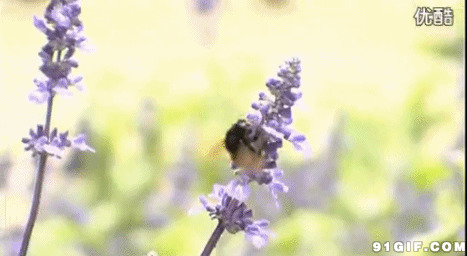 动态小蜜蜂图片