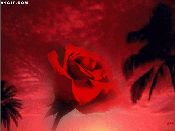 动态红玫瑰图片