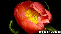 鲜花开放动态图片:鲜花,开放