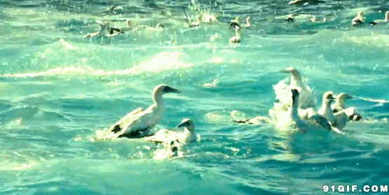鸭子游泳动态图片:鸭子,洗澡