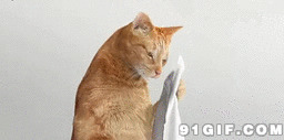 按摩搞笑动态图片:猫猫,按摩