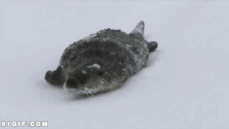 金杯海狮图片:海狮,,滑雪,