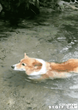 我发现了小狗会游泳图片