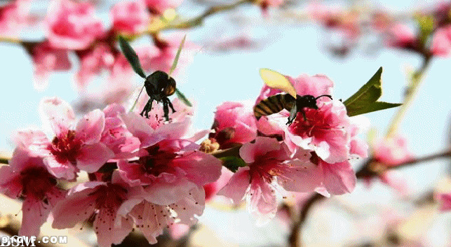 小蜜蜂采蜜图片:蜜蜂,采蜜