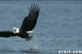 动物世界老鹰抓鱼图片