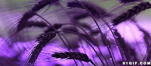 紫色动态图片:紫色,唯美,