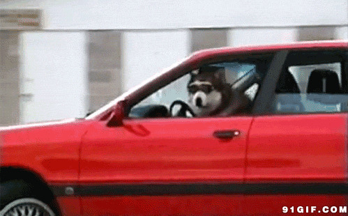 狗狗搞笑图片gif图片:狗狗,开车