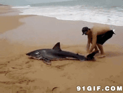 男子沙滩玩鲨鱼图片